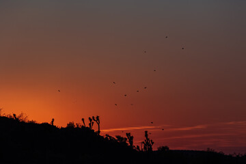 Atardecer en el desierto