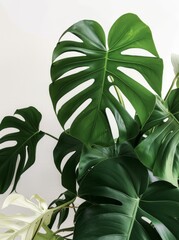 A green plant with large leaves stands out against a clean white background