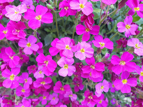 aubrieta close-up - red flowers are blooming in spring garden