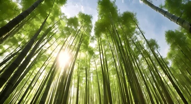 Beautiful Dense Bamboo Forest with Sunlight