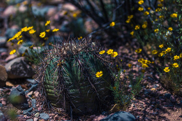 Cactus del desierto