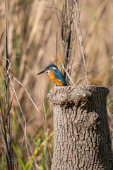 kingfisher on the branch