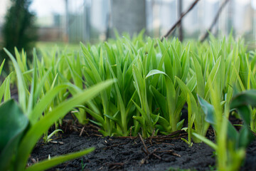 green grass in the garden