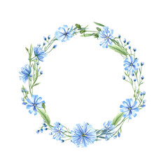 Blue chicory wreath. Wild meadow flowers. Flower heads, leaves and Cichorium with space for text. Delicate intybus branch. Floral watercolor illustration for medical design, package - obrazy, fototapety, plakaty