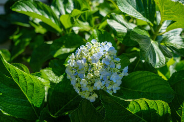 close up of hydrangea in the garden