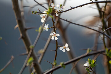 Strauch mit weissen Blumen