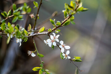 Strauch mit weissen Blumen