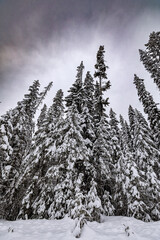 Rocky Mountain Winter trees