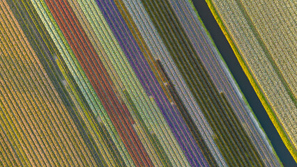 Colorful, blooming tulip fields, Netherlands. Bird's eye view. 
