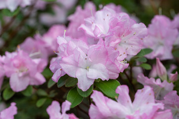 Beautiful bright azalea flowers in a greenhouse. Macro photography.