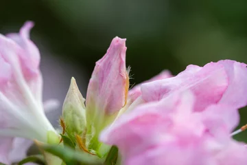 Foto op Canvas Beautiful bright azalea flowers in a greenhouse. Macro photography. © iytokar