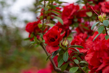 Beautiful bright azalea flowers in a greenhouse. Macro photography.