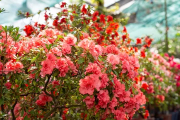 Gordijnen Beautiful bright azalea flowers in a greenhouse. Macro photography. © iytokar