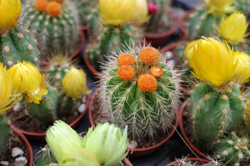 Several Parodia cacti in flower pots with orange and yellow flowers
