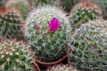 Mini cactus plants in flower pots. It's a Mammillaria Zeilmanniana