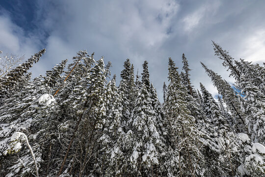 Pine and Spruce Trees covered in snow during a Rocky Mountain Winter