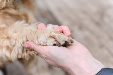 Close-up of a dog paw in woman's hand. - 767340415