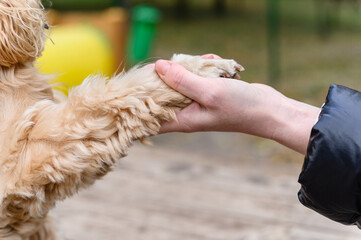 Close-up of a dog paw in woman's hand. - 767340419