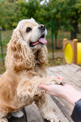 American Cocker Spaniel gives a paw to its owner. - 767340423
