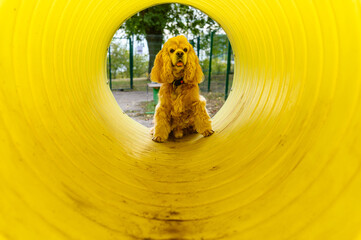 American Cocker Spaniel training in a specially equipped dog walking area.