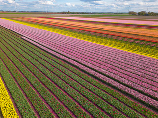 Сolorful tulip fields, top aerial view

