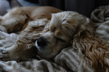 American cocker spaniel sleeps on a blanket indoors.