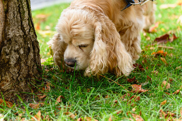 American Cocker Spaniel sniffs the grass while walking in park.