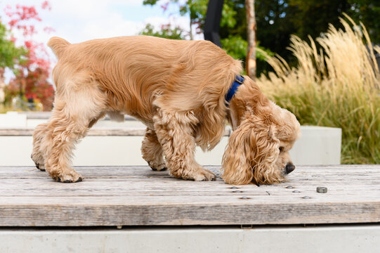 American Cocker Spaniel sniffing tracks while walking in park.