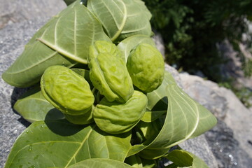 Obraz premium Calotropis procera is a species of flowering plant in the family Apocynaceae that is native to North Africa, Pakistan, tropical Africa, Western Asia, South Asia and Indochina. Fortaleza – Ceará, Brazi