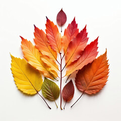 Colorful autumn leaves on white background. Fall season. Flat lay.