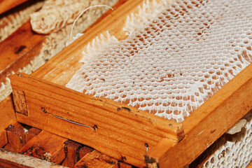 bastidor de caja con miel de abeja, apicultura tradicional - obrazy, fototapety, plakaty
