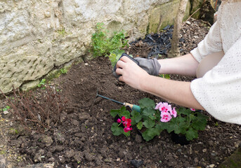 Planting a flower in garden
