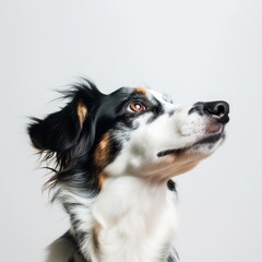 White Background Dog Photography