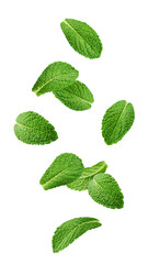 Falling mint leaves, spearmint, isolated on white background, full depth of field