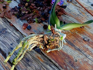 The root system of the orchid is cleaned of soil and rotten roots and is being prepared for planting in new soil. Orchid plant on the background of an old wooden table.