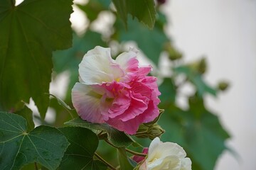 A Confederate, or cotton rose, or Hibiscus mutabilis in a garden