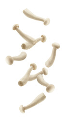 Falling Shimeji mushroom, white beech mushrooms, isolated on white background, full depth of field