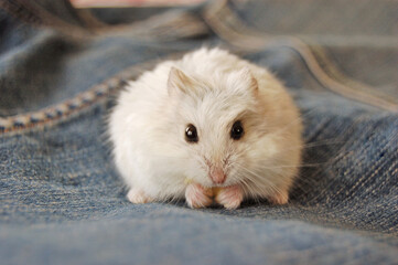 White Campbell hamster poses adorably