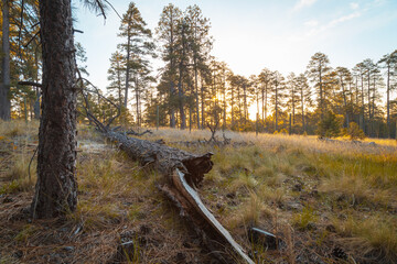 Early morning scene in the forest, sunrise at the backdrop, fallen pine tree on the fore ground