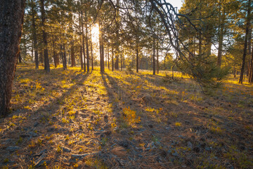 Early morning in the woods. Sunshine through the pine trees, sun rays on the forest floor