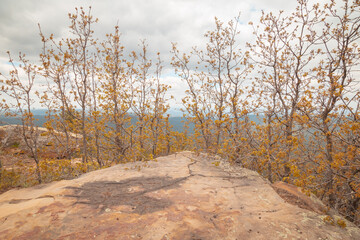Spring in the forest, new leaves. Distant blue mountains at the backdrop, cloudy sky. 