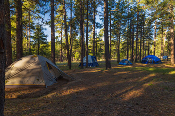 Camping in the forest, campsite early morning scene. 