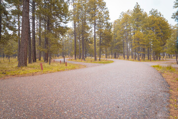 Empty forest trail on a rainy summer day in the pine forest, Payson, Arizona
