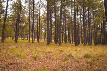 Ponderosa pine trees in the forest. Payson, Arizona. In the woods on a cloudy day.