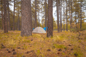 Camping tent in the forest. Payson campground, Arizona. Ponderosa pine trees in the forest. 
