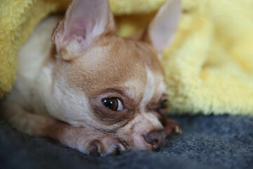 Funny chihuahua dog lying on the bed