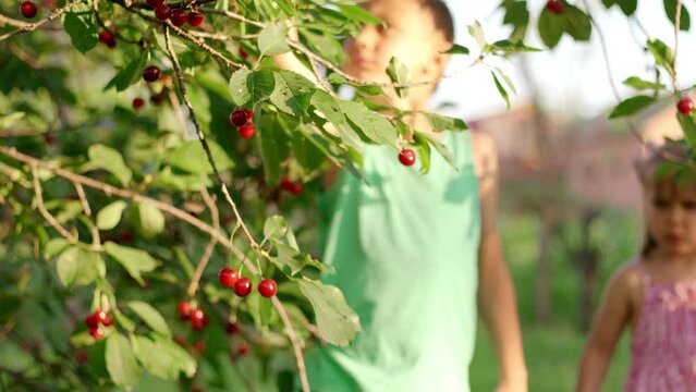 Cherry picking