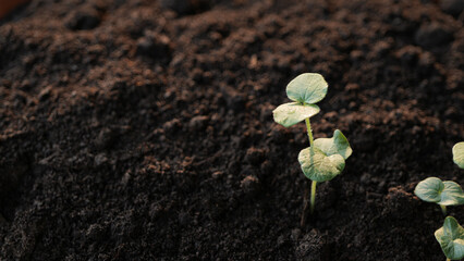 Jamaica sorrel, Roselle, Red sorrel, Rozelle growing sprout