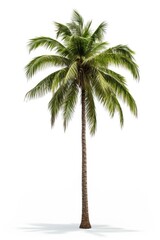 Palm tree isolated on white background