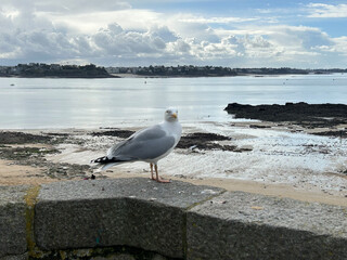 oiseau /goéland - mouette 